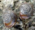 Chilostoma (Campylaea) planospira var. Neapolitana